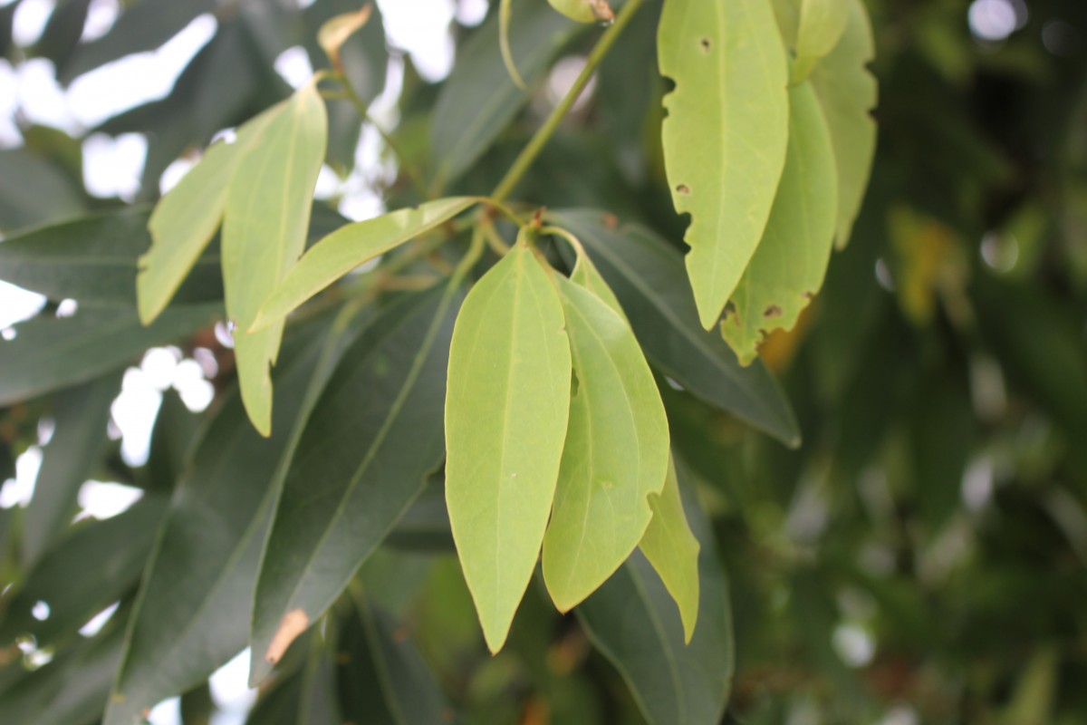 Neolitsea cassia (L.) Kosterm.